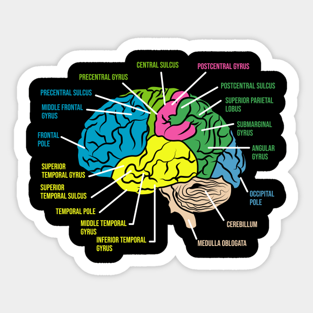 Psychologist Anatomy Funny Psychology Sticker by QQdesigns